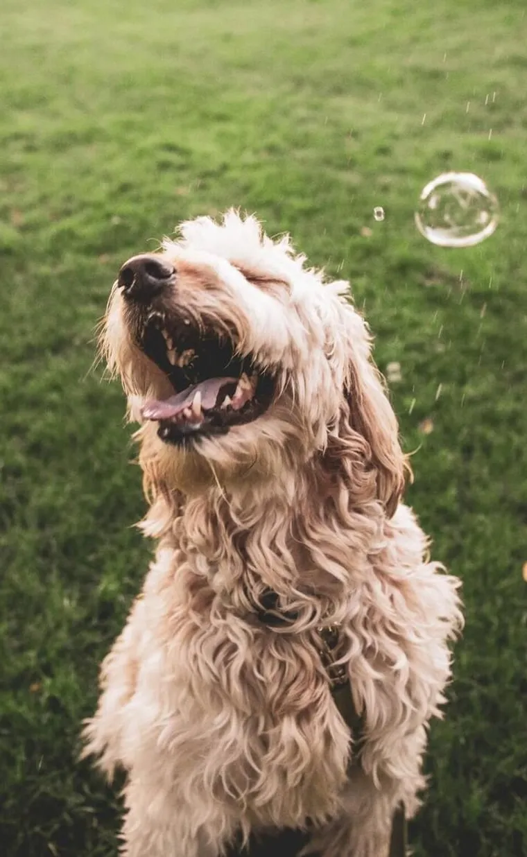 Hundeprofil in der Patzo App: Luna, ein Goldendoodle, 1,2 km entfernt