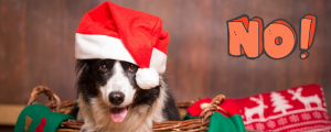 Hunde sind kein Weihachtsgeschenk