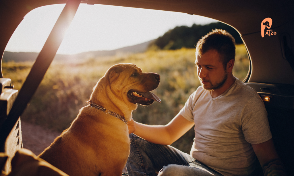 hundepaten finden mit der patzo app
