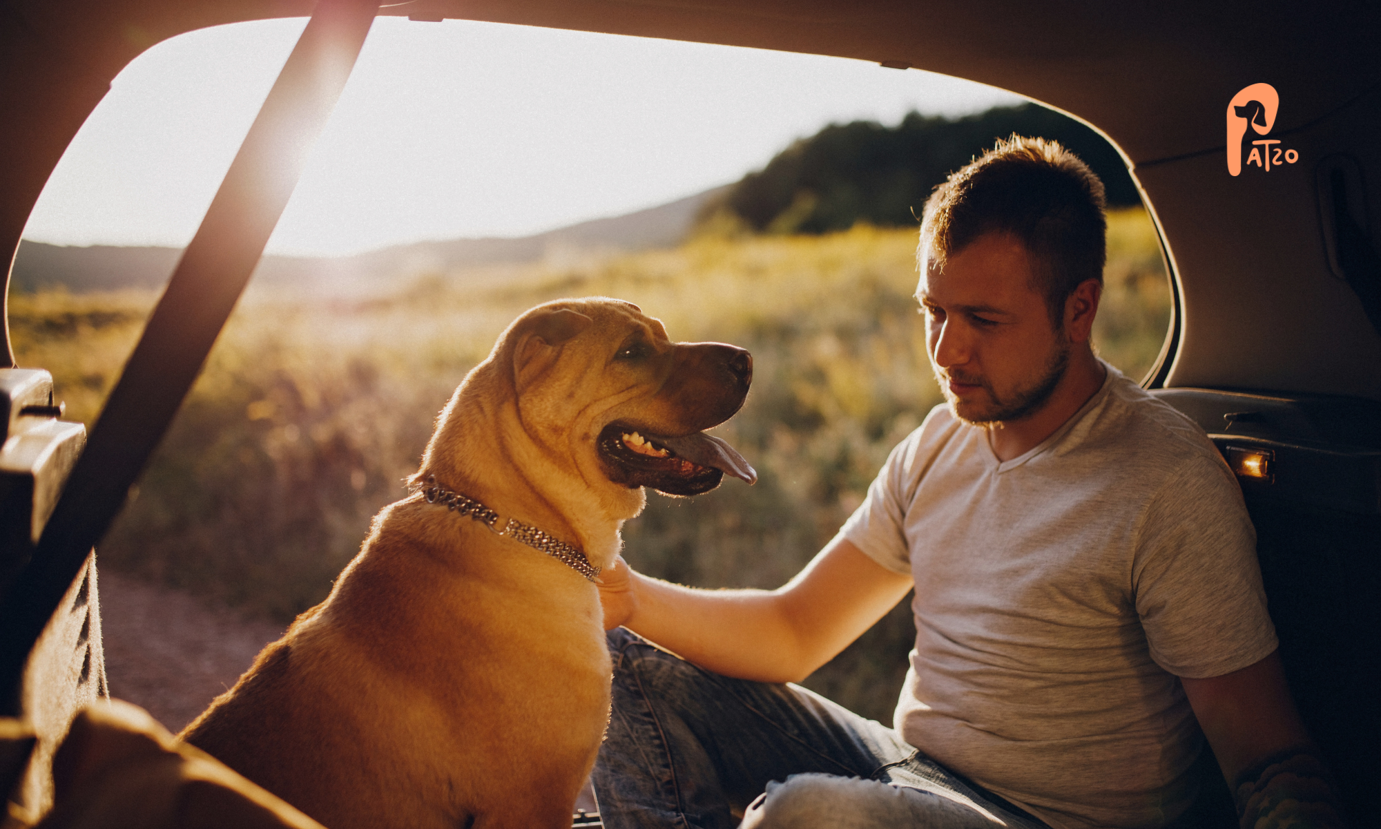 hundepaten finden mit der patzo app